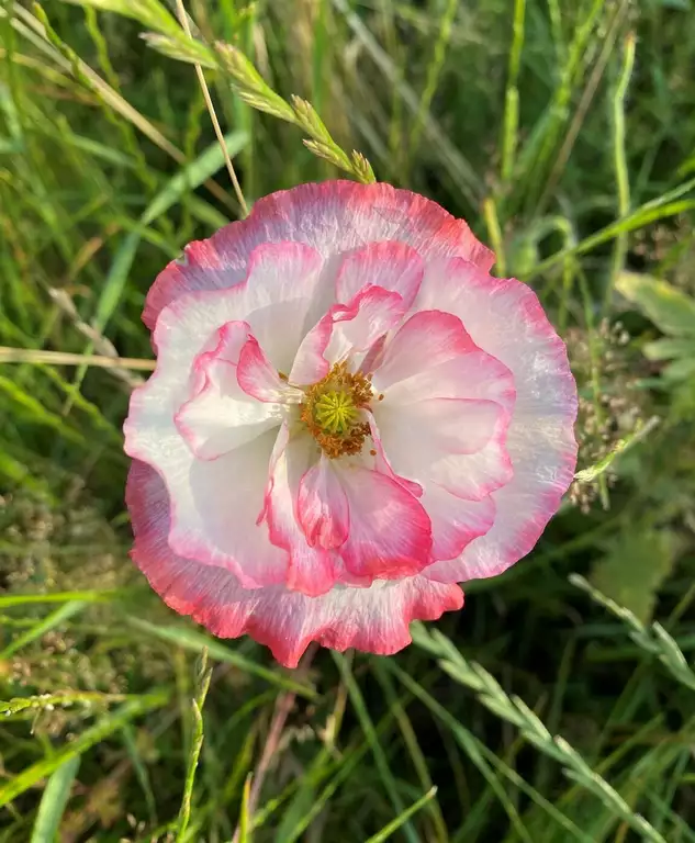 Wunderschöne Blüte